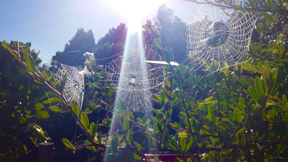 Photo of property: Beautiful morning sun shining trough the spider webs.