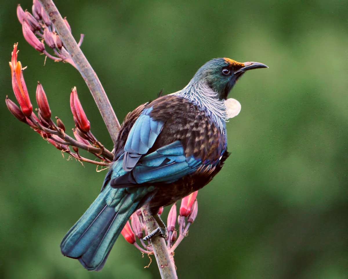 Photo of property: Tui are on the property.
