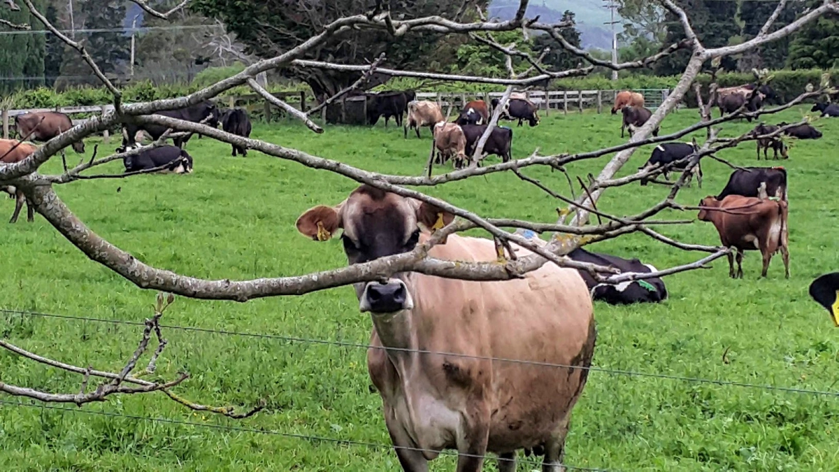 Photo of property: Some of the locals