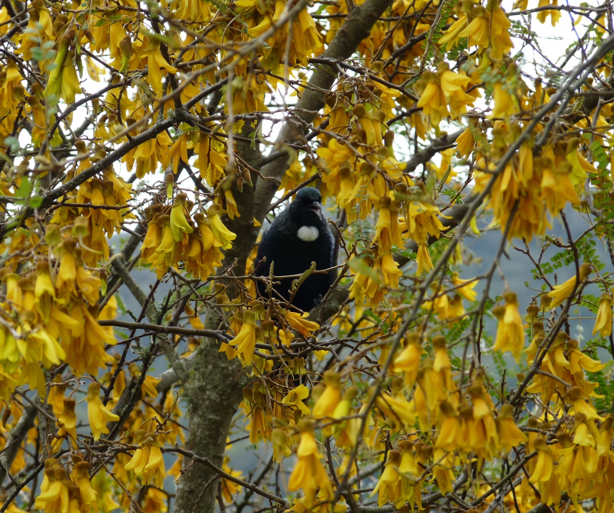 Photo of property: Tui in the Kowhai Tree