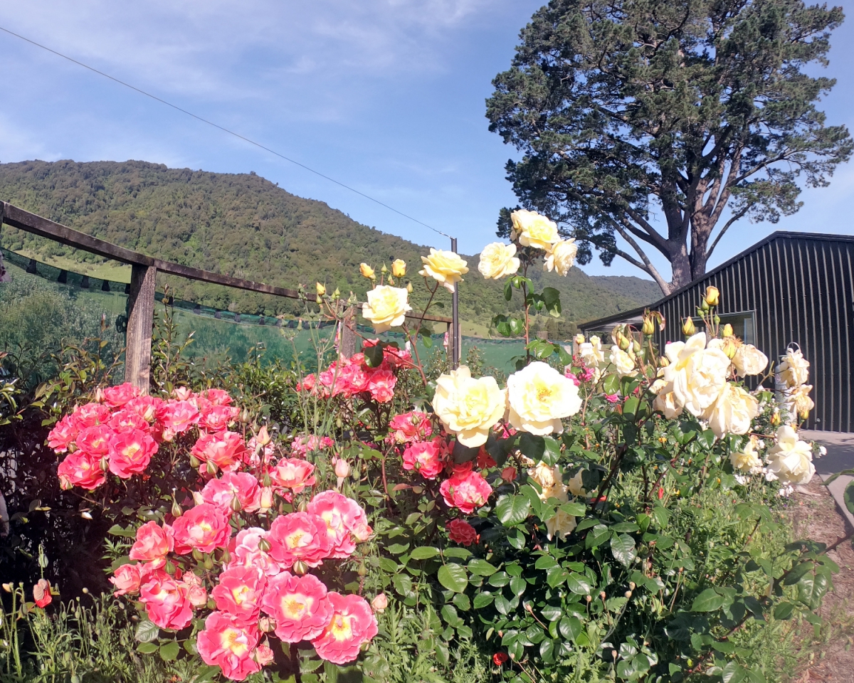 Photo of property: Beautiful blossom 