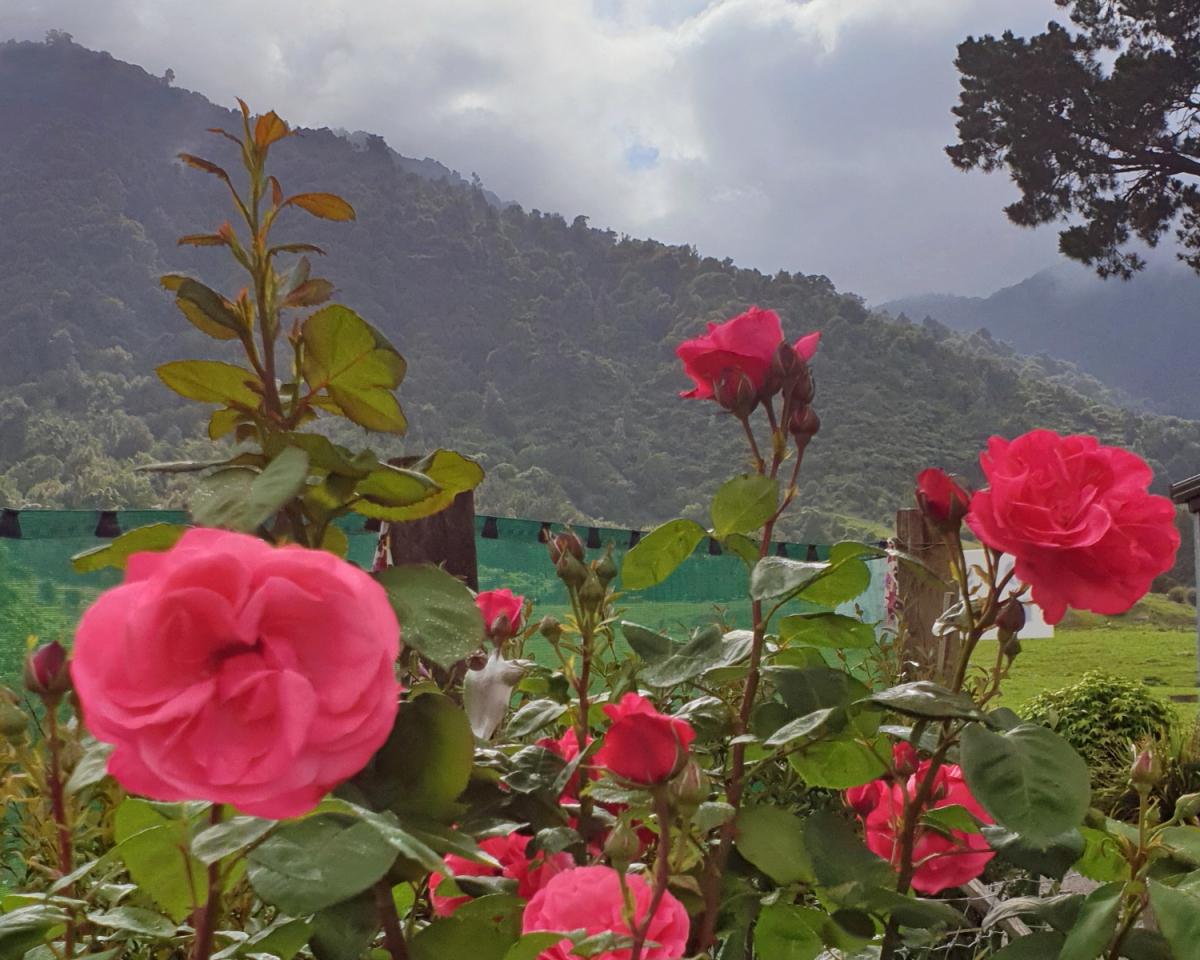 Photo of property: Beautiful roses
