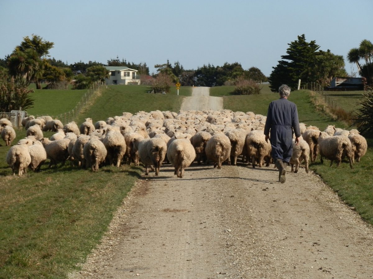 Photo of property: Our livelihood - the sheep