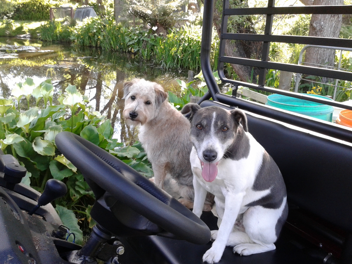 Photo of property: Dogs in the buggy 