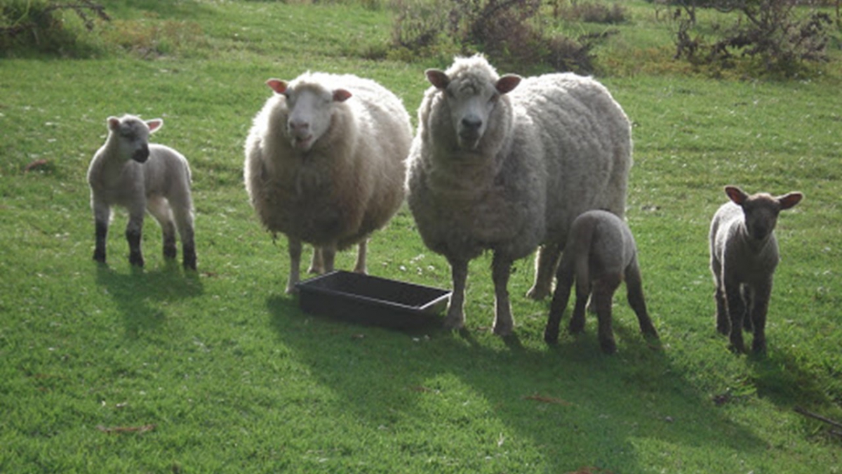 Photo of property: Sheep roaming around on property