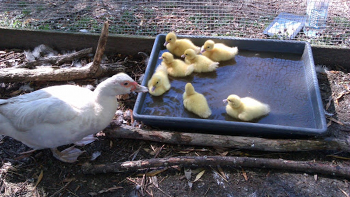 Photo of property: Duck and duckings in Spring