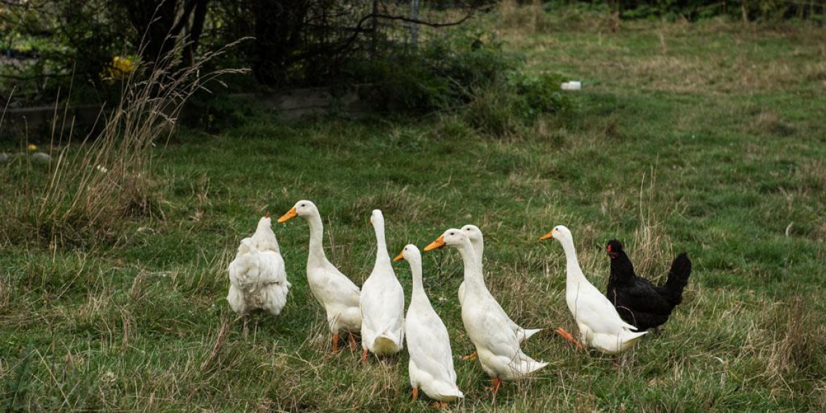 Photo of property: lovely ducks and chicken