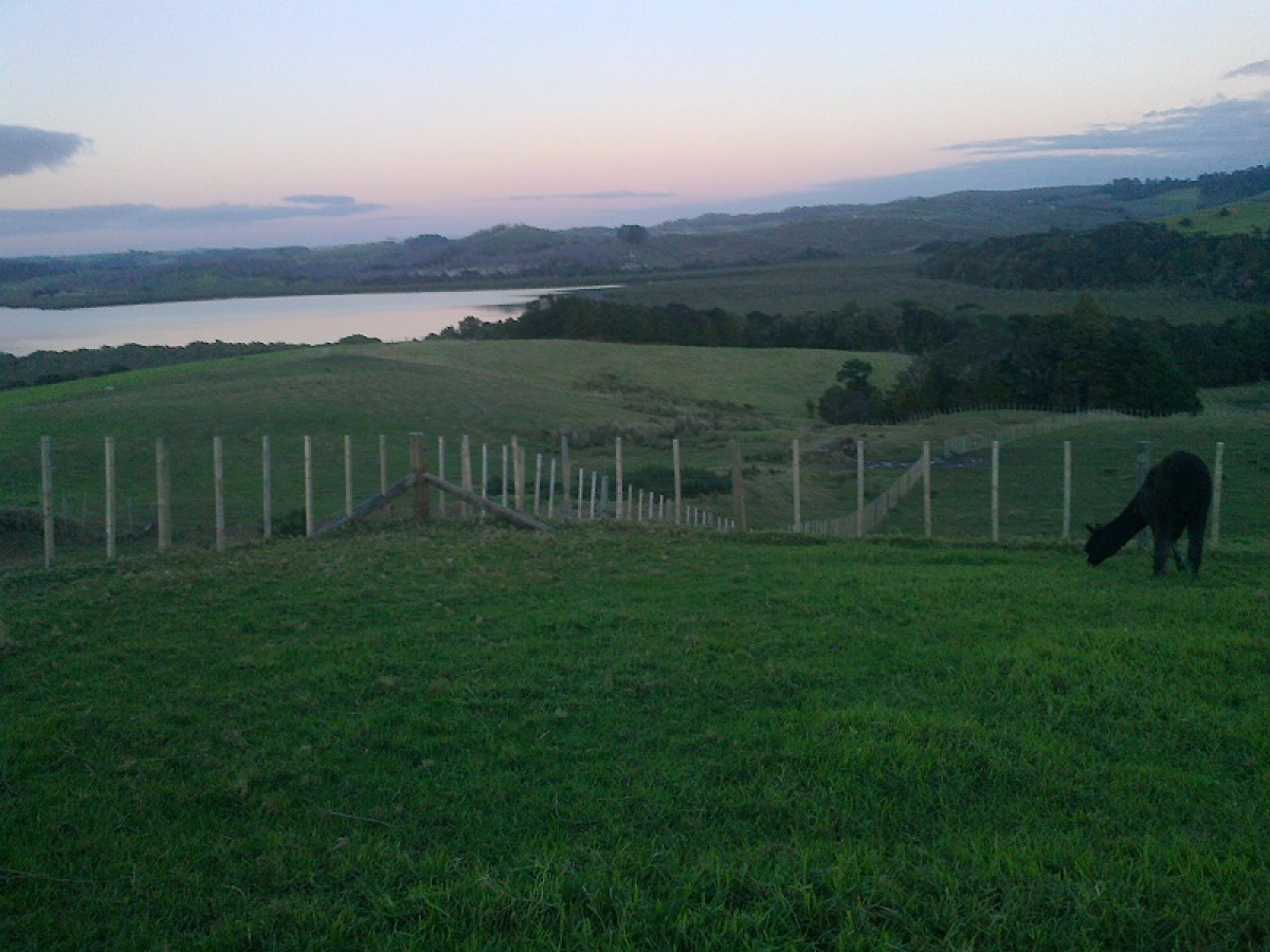 Photo of property: Alpacas grazing with stunning Kaipara Harbour 