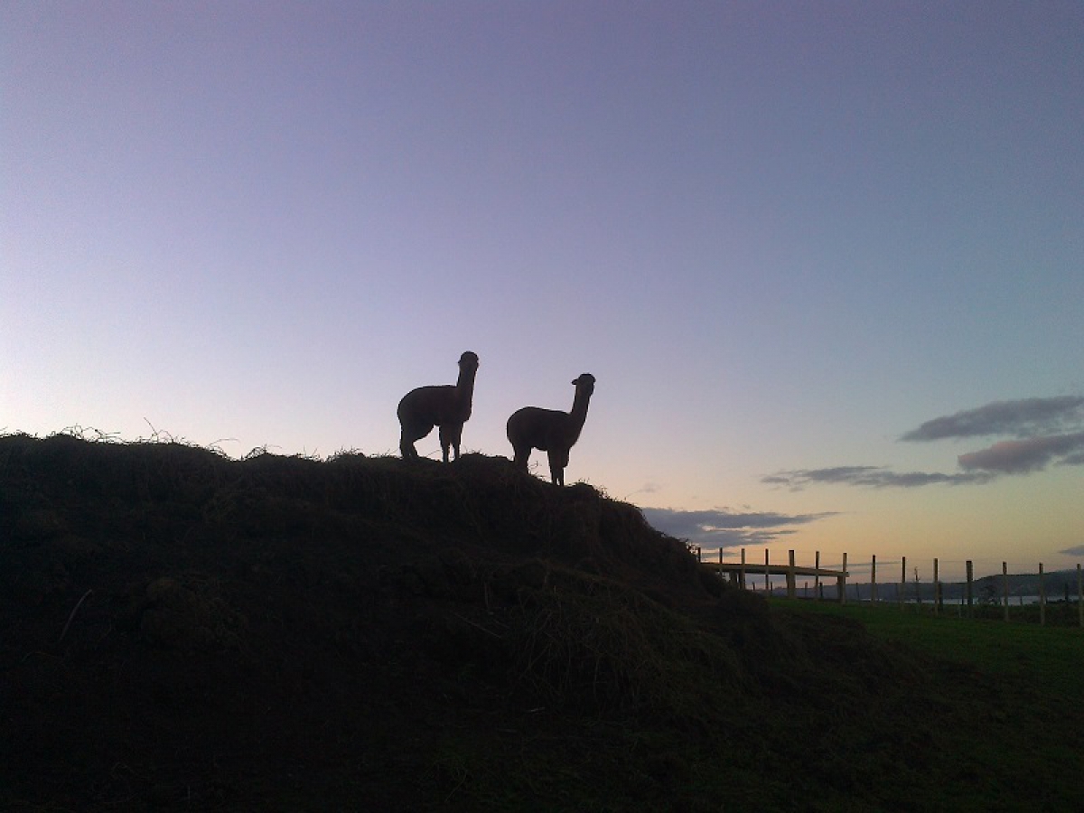 Photo of property: Alpacas at dusk