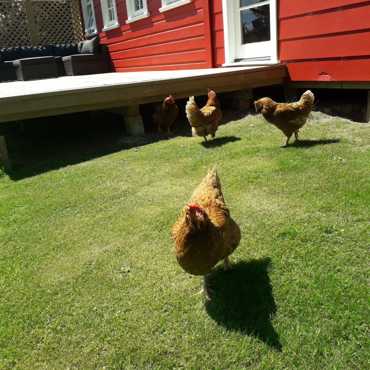 Photo of property: Free range chickens