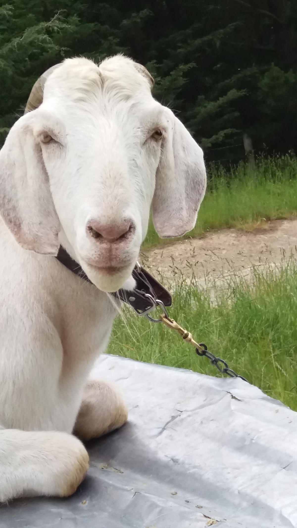 Photo of property: Roger the Goat
