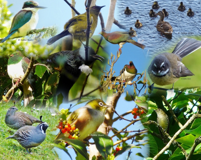 Photo of property: Birds at Mount Tutu Eco-Sanctuary, Bird Sanctuary