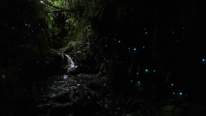Photo of property: After dark, take Glow Worm adventure walk and see thousands of Glow Worms