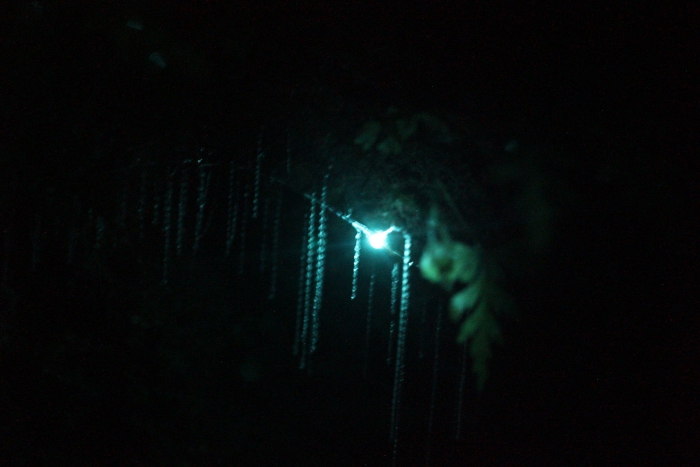 Photo of property: See Glow Worms "up close and personal"
