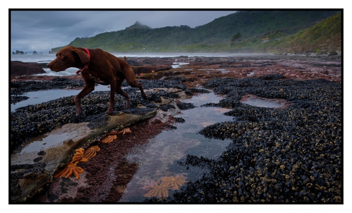 Photo of property: Ansel on the rocks with the starfish