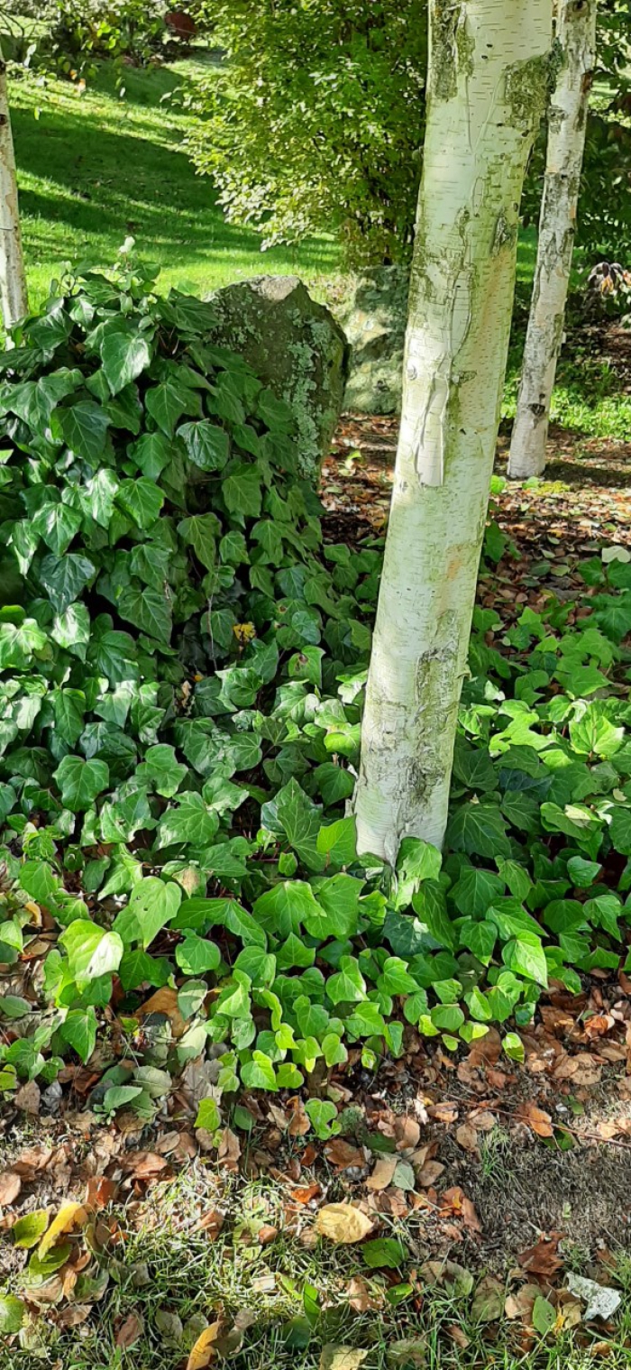 Photo of property: Birches and Ivy