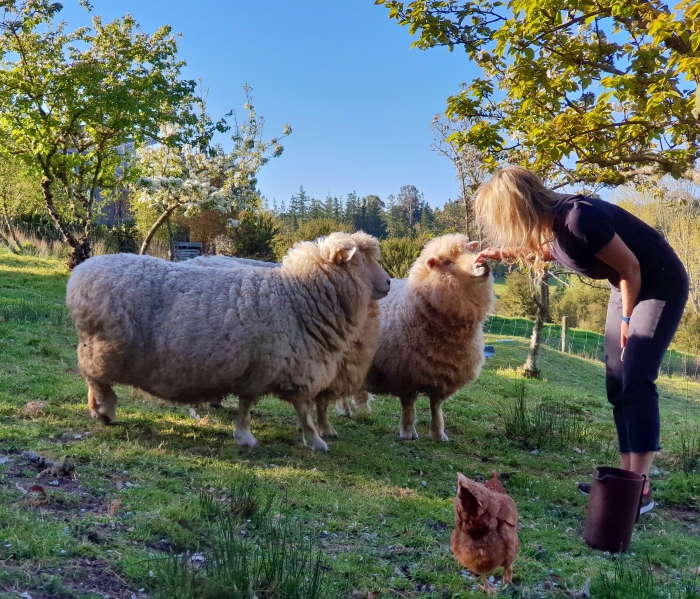 Photo of property: Handfeedable sheep, chickens, open spaces