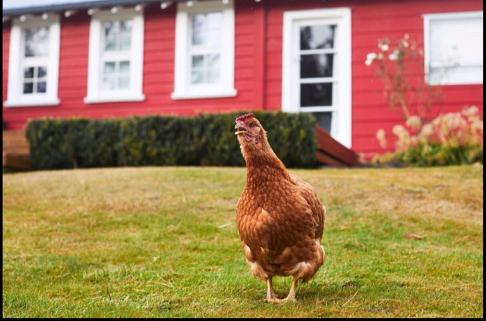 Photo of property: Happy hen