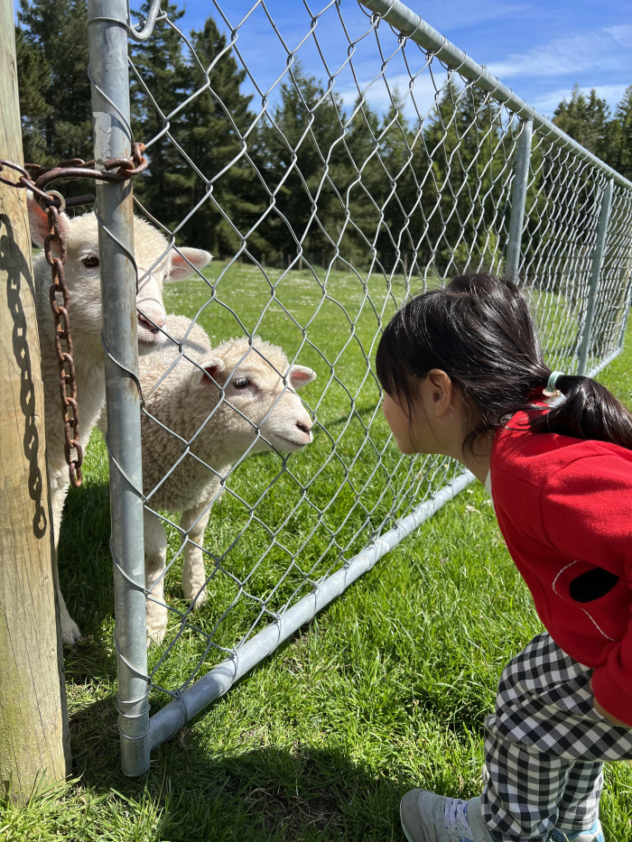 Photo of property: Guests with lambs