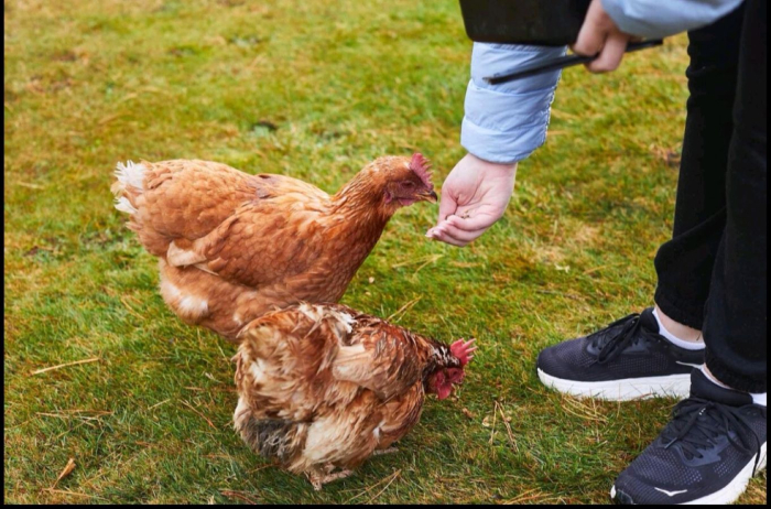 Photo of property: Feeding hens