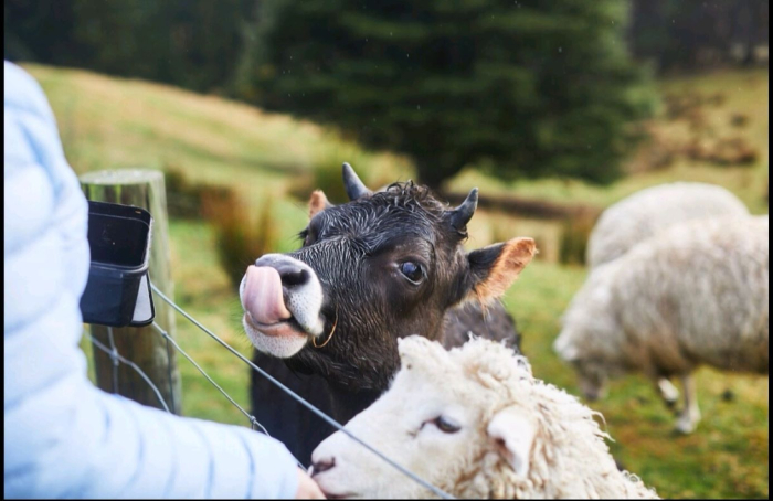 Photo of property: Dany the calf and Lemon the lamb
