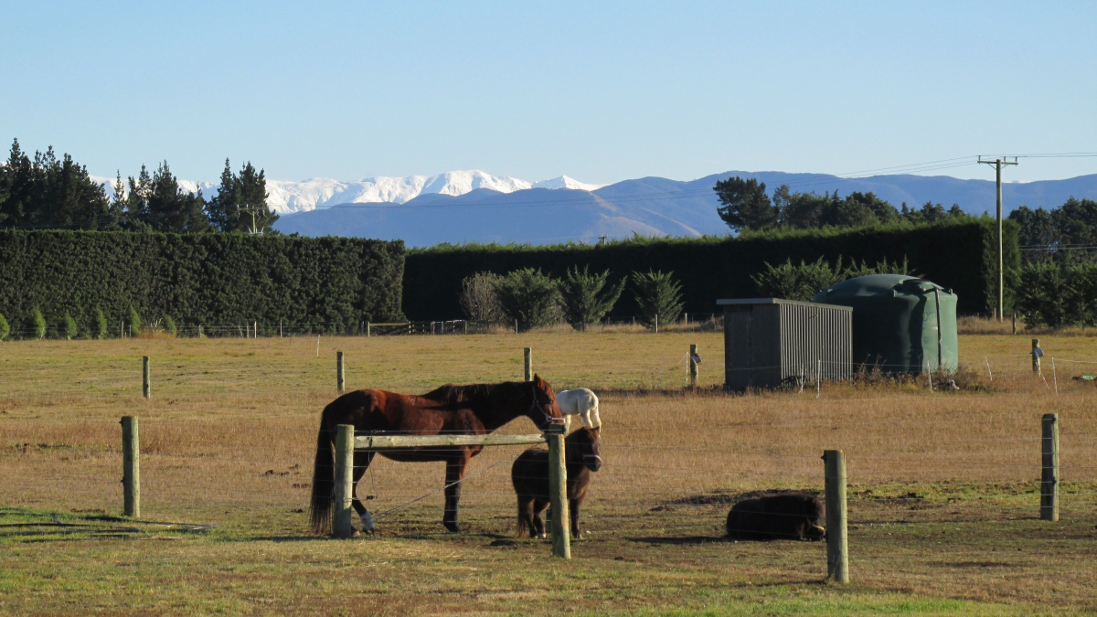 Photo of property: Horse and pony on the farmland with the remote snow-capped mountain as a back