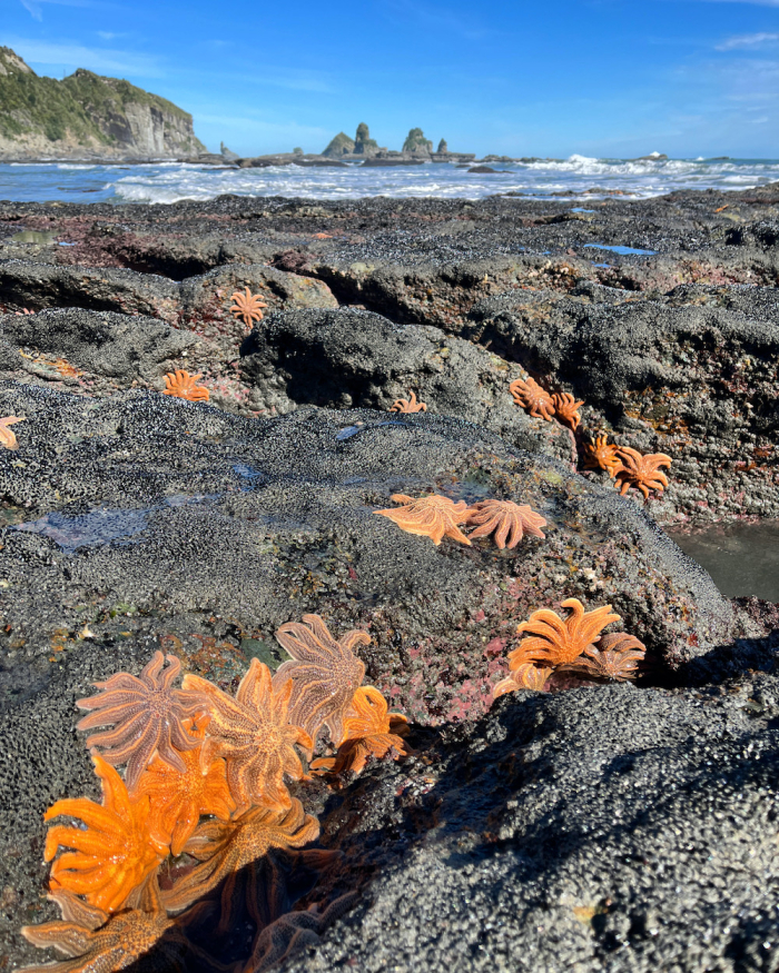 Photo of property: Overlooking Motukiekie Beach - home to sea stacks and starfish