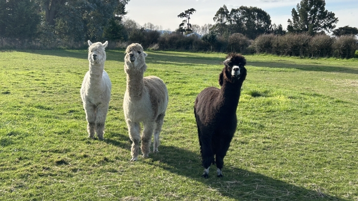 Photo of property: Alpacas