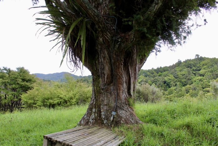 Photo of property: Tree shower