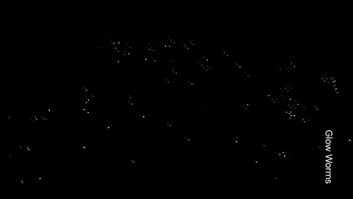 Photo of property: Glow worms 100m from the house