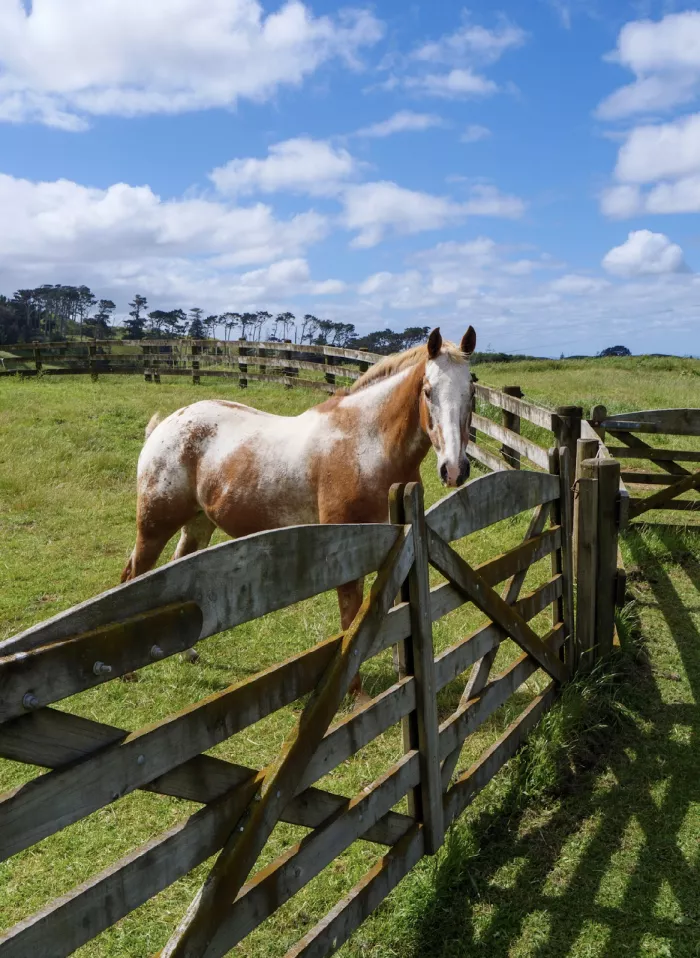 Photo of property: Horse Paddock