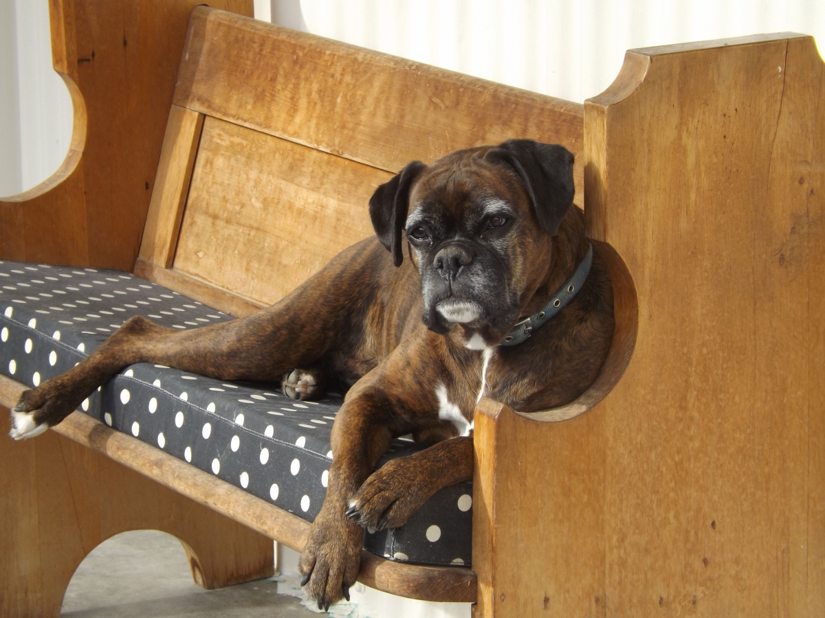 Photo of property: Maddy the boxer