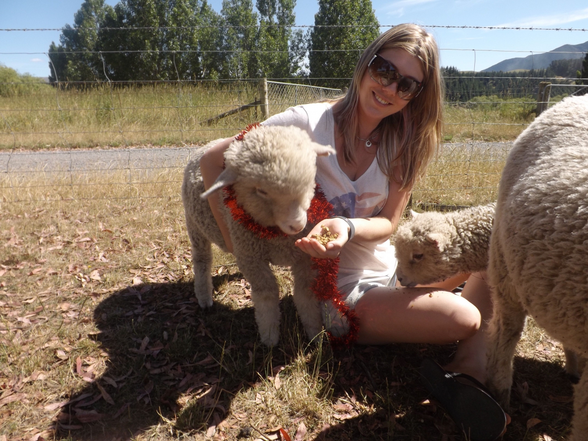 Photo of property: Feeding the pet lambs