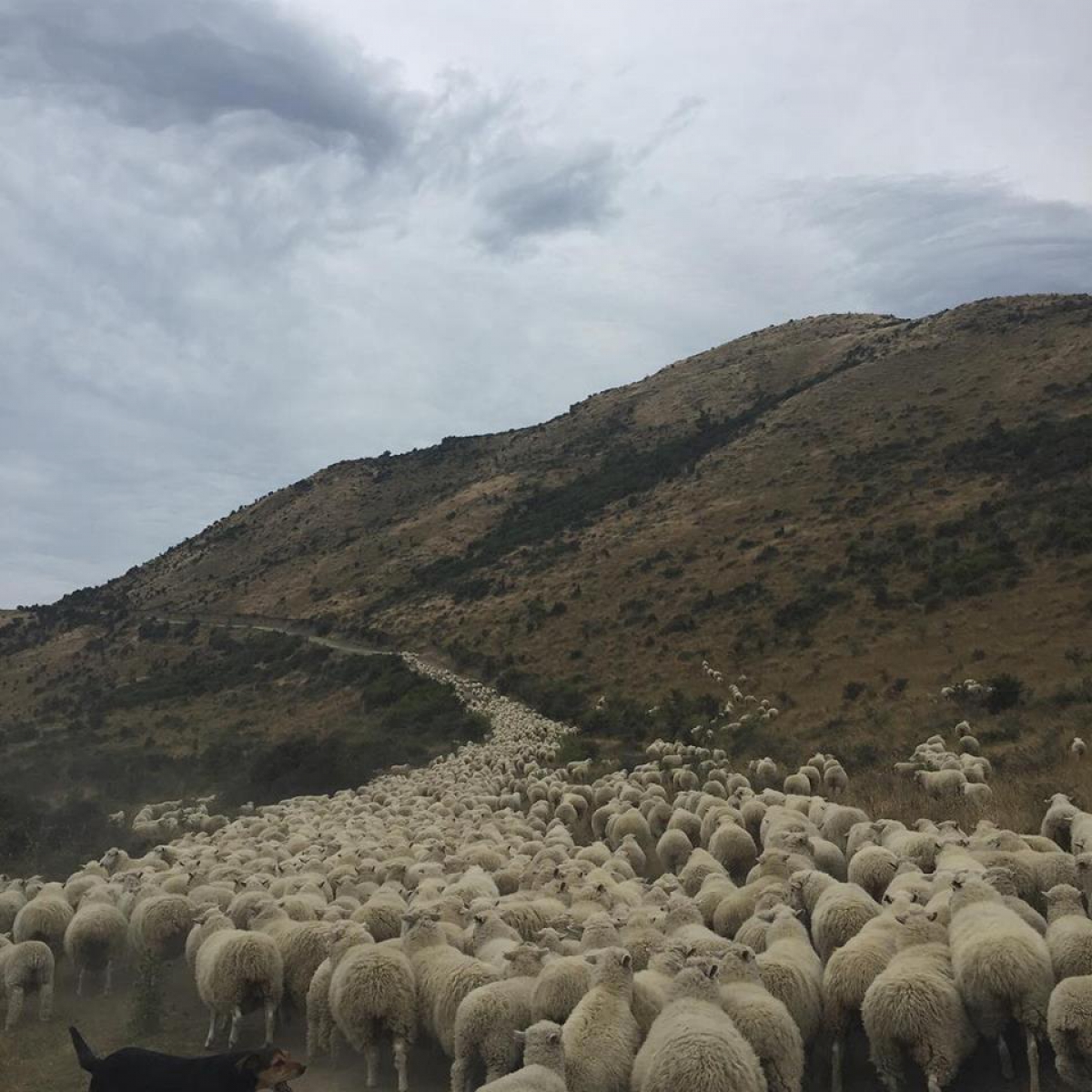 Photo of property: Sheep mustering