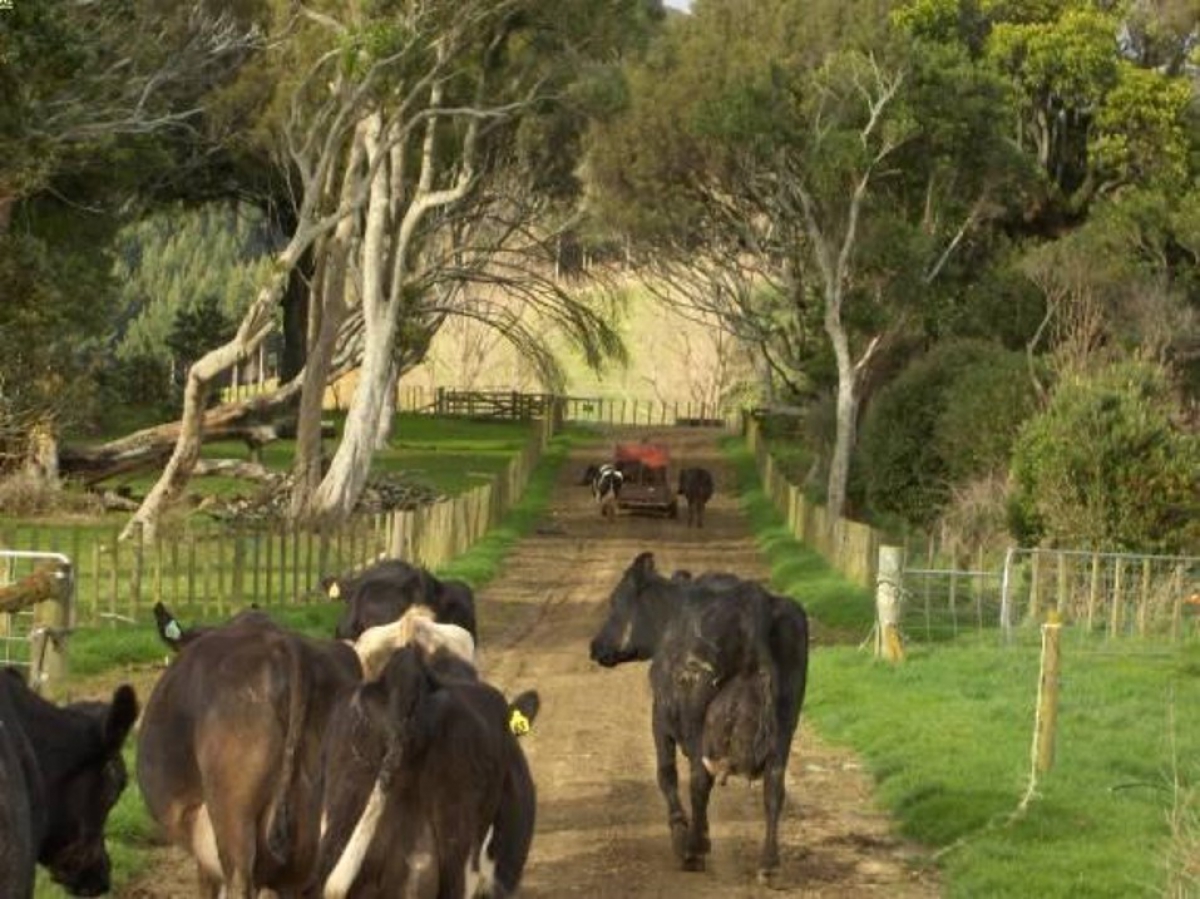Photo of property: Cows on the farm