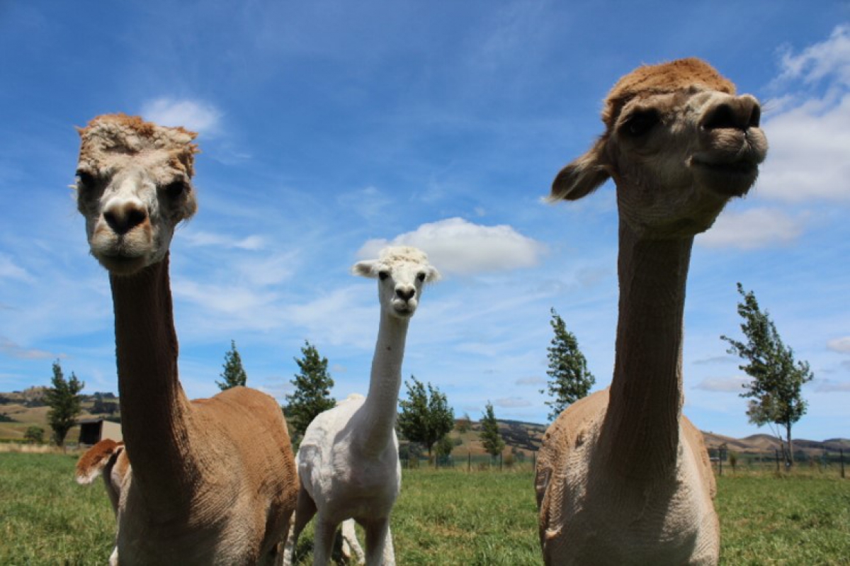 Photo of property: Friendly on-site alpacas