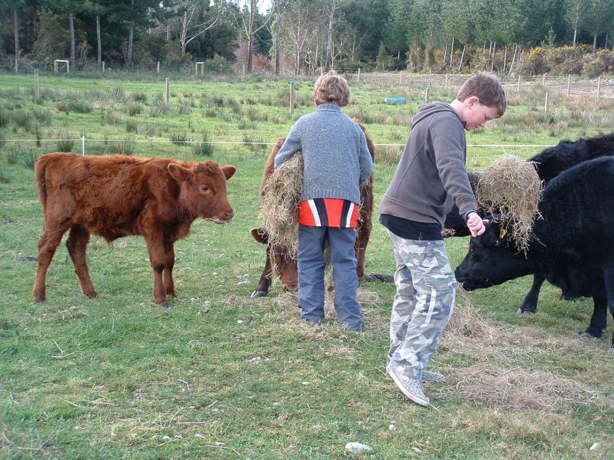 Photo of property: Guests meeting the Dexter cattle
