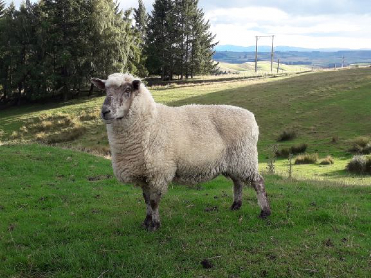 Photo of property: Turbo the pet sheep