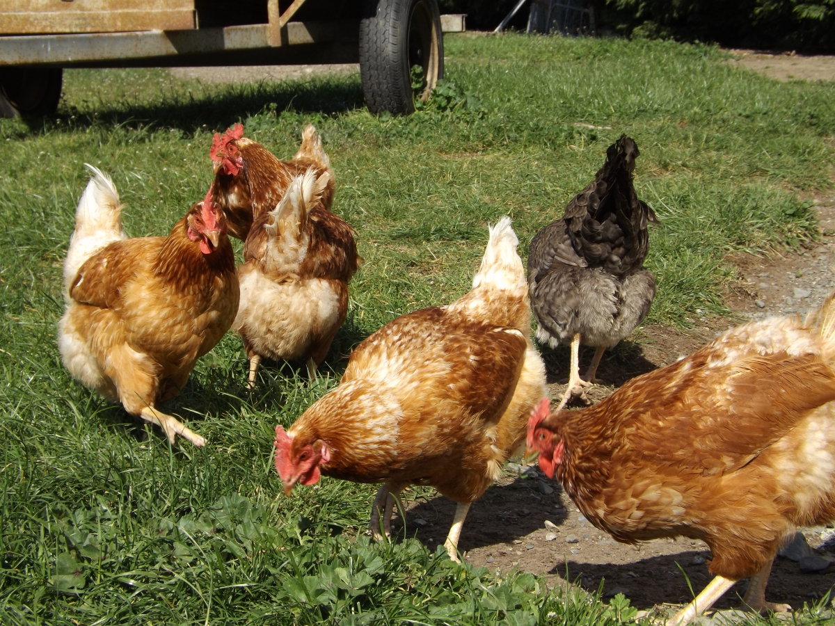 Photo of property: Farm chickens