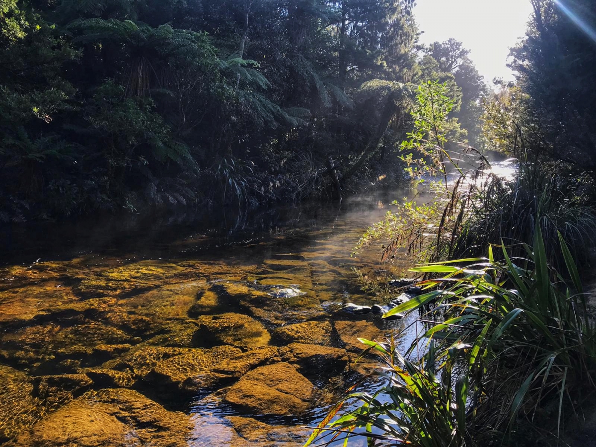 Photo of property: Bush walks in the kaimai Mamaku forest park include North islands tallest waterfall bushwalk Wairere falls 