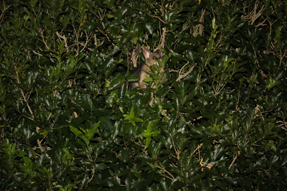 Photo of property: Lovely creature hiding in the bushes at night