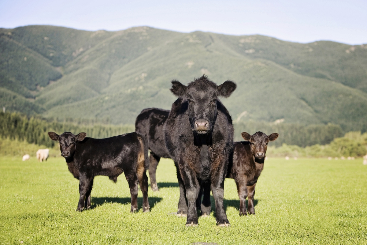 Photo of property: Angus cattle