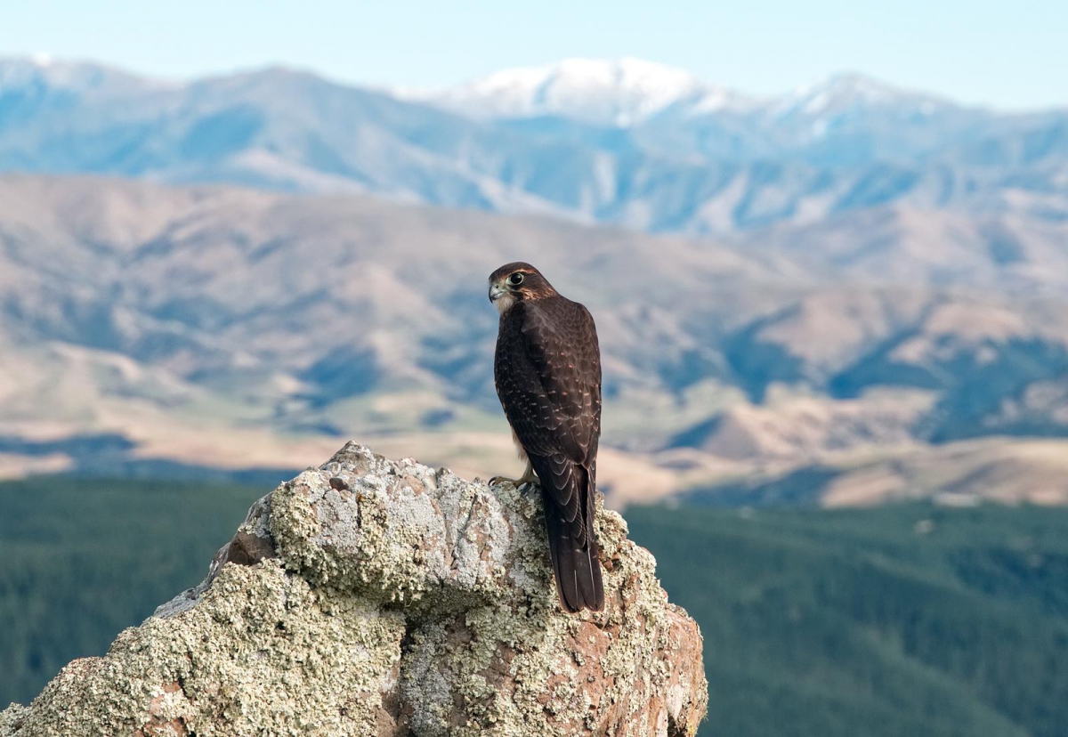 Photo of property: New Zealand falcon