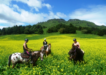 Addon - High Country Enchantment - Full Day Horse Trek